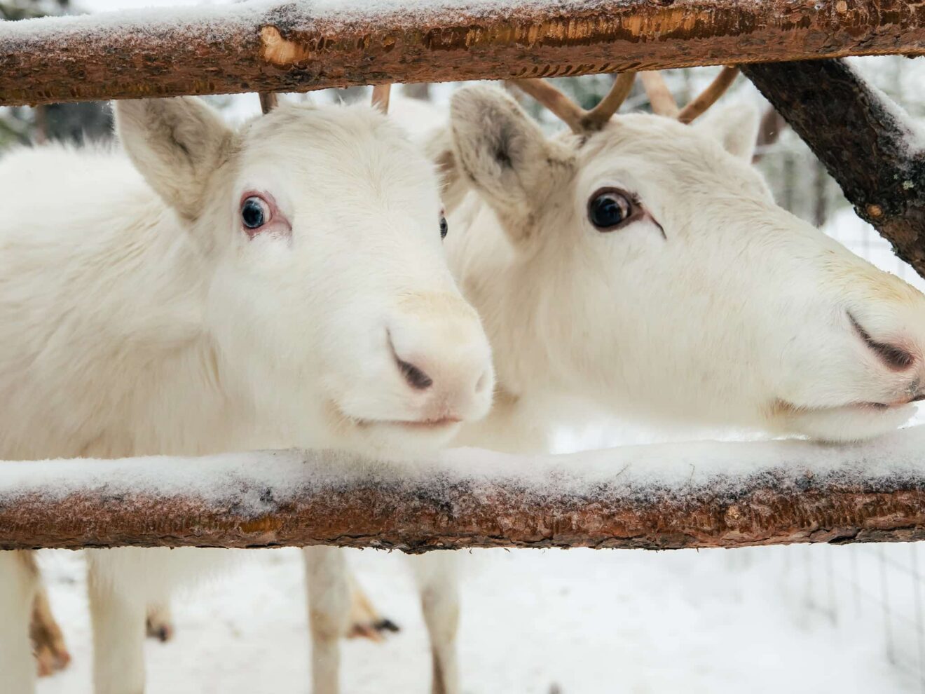 Meet Santa Claus Reindeer in Santa Claus Village, Rovaniemi