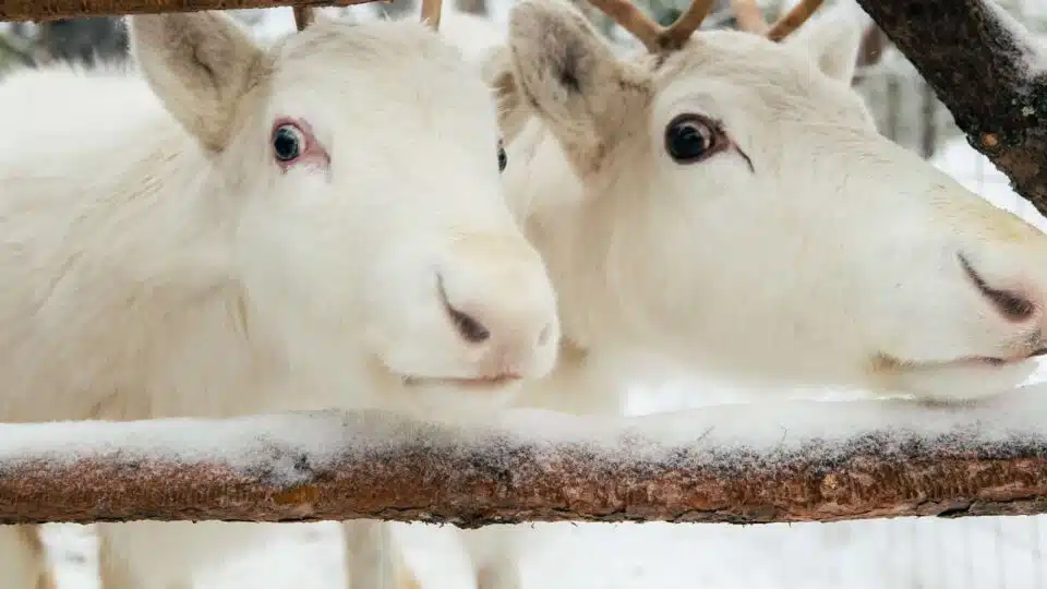 Meet Santa Claus Reindeer in Santa Claus Village, Rovaniemi