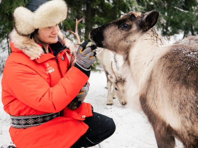 Meet Santa Claus Reindeer in Santa Claus Village, Rovaniemi