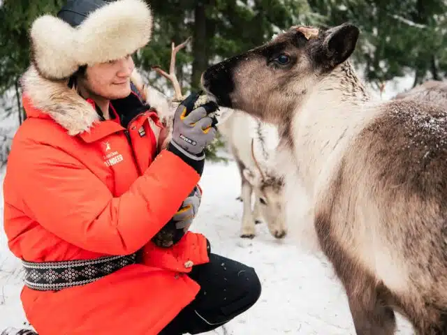Meet Santa Claus Reindeer in Santa Claus Village, Rovaniemi