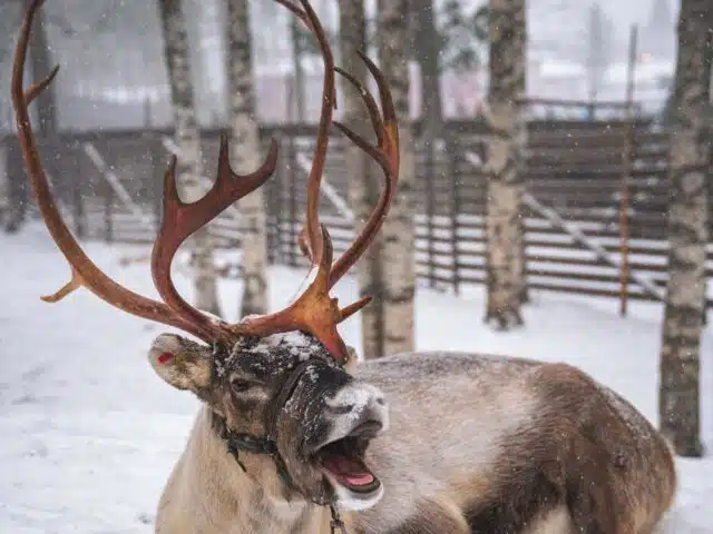 Meet Santa Claus Reindeer in Santa Claus Village, Rovaniemi