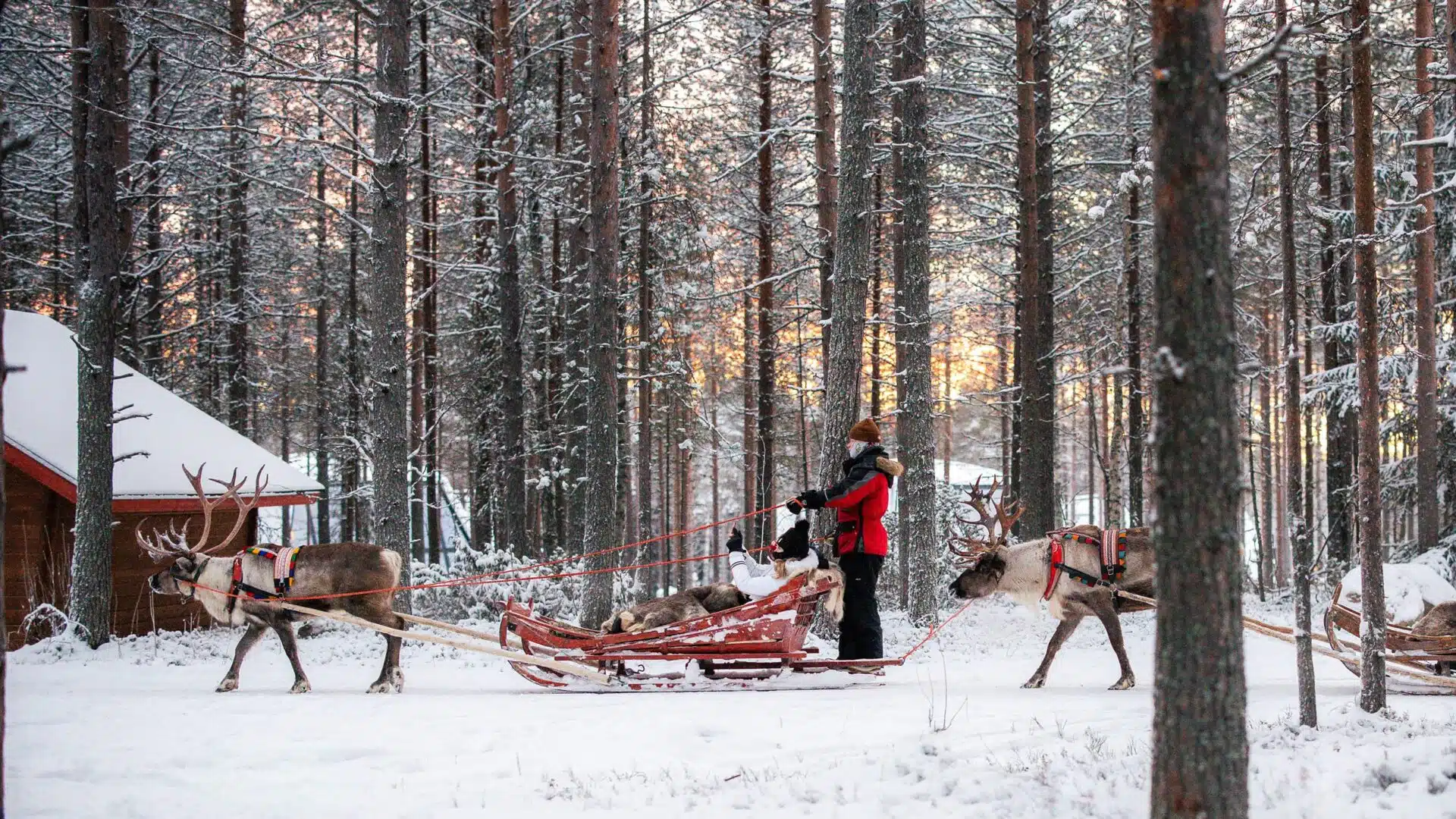 Priority Reindeer Ride – Fast Track for you Forest Path Reindeer Ride