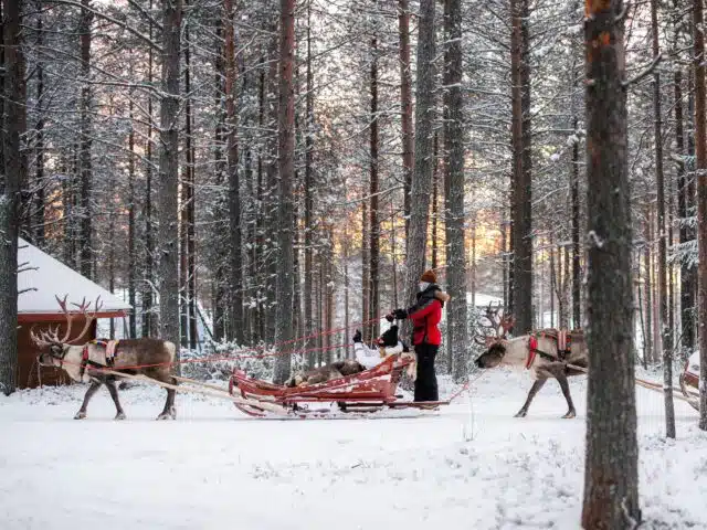 Priority Reindeer Ride – Fast Track for you Forest Path Reindeer Ride