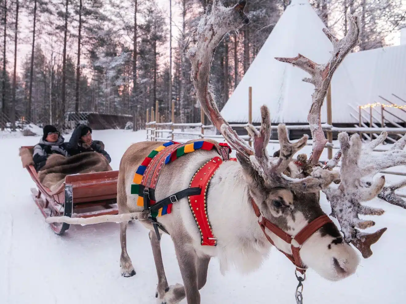 Priority Reindeer Ride – Fast Track for you Forest Path Reindeer Ride