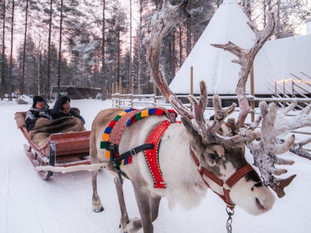 Priority Reindeer Ride – Fast Track for you Forest Path Reindeer Ride
