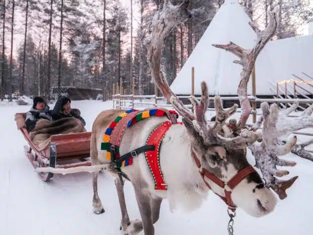 Priority Reindeer Ride – Fast Track for you Forest Path Reindeer Ride