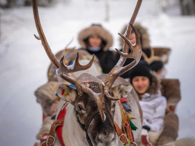 Priority Reindeer Ride – Fast Track for you Forest Path Reindeer Ride