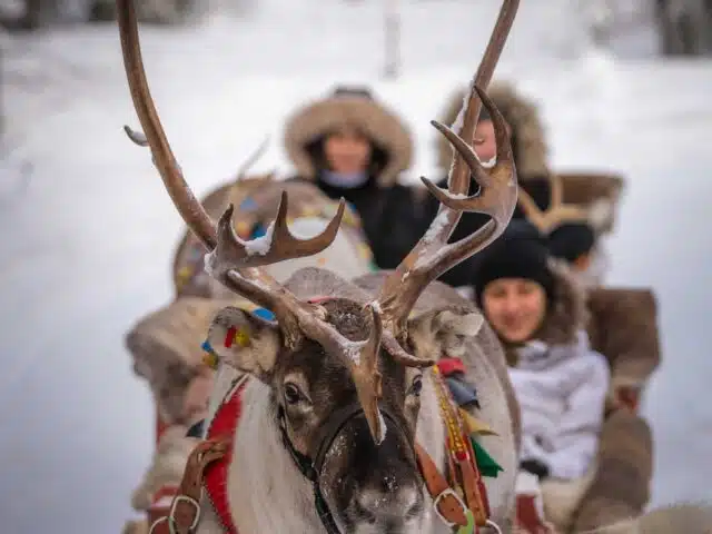 Priority Reindeer Ride – Fast Track for you Forest Path Reindeer Ride