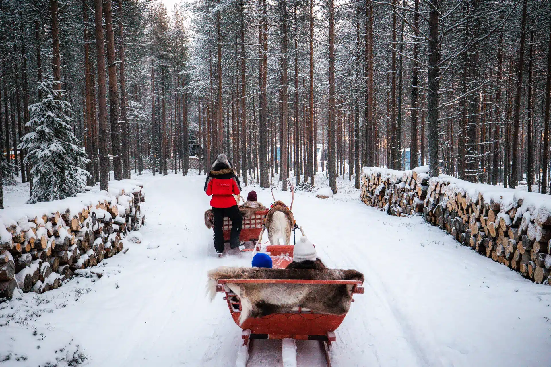 Priority reindeer ride through a snowy forest