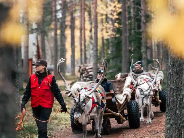 Reindeer Path – A 400-Meter Reindeer Sleigh Ride with Santa’s Reindeer