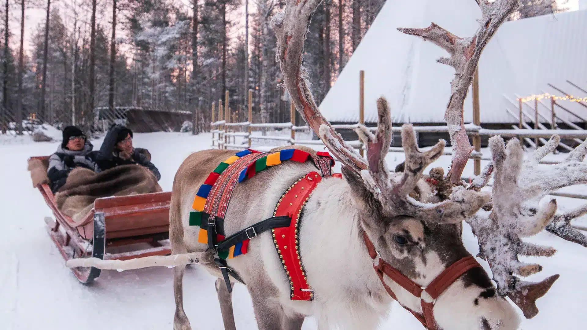 Reindeer pulling a sleigh through a snowy forest