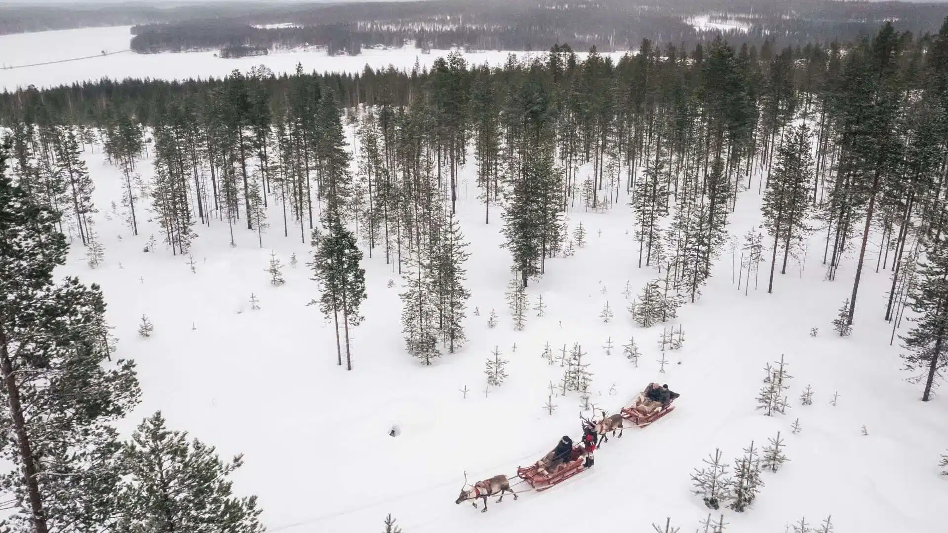 Three-hour reindeer wilderness experience in Rovaniemi