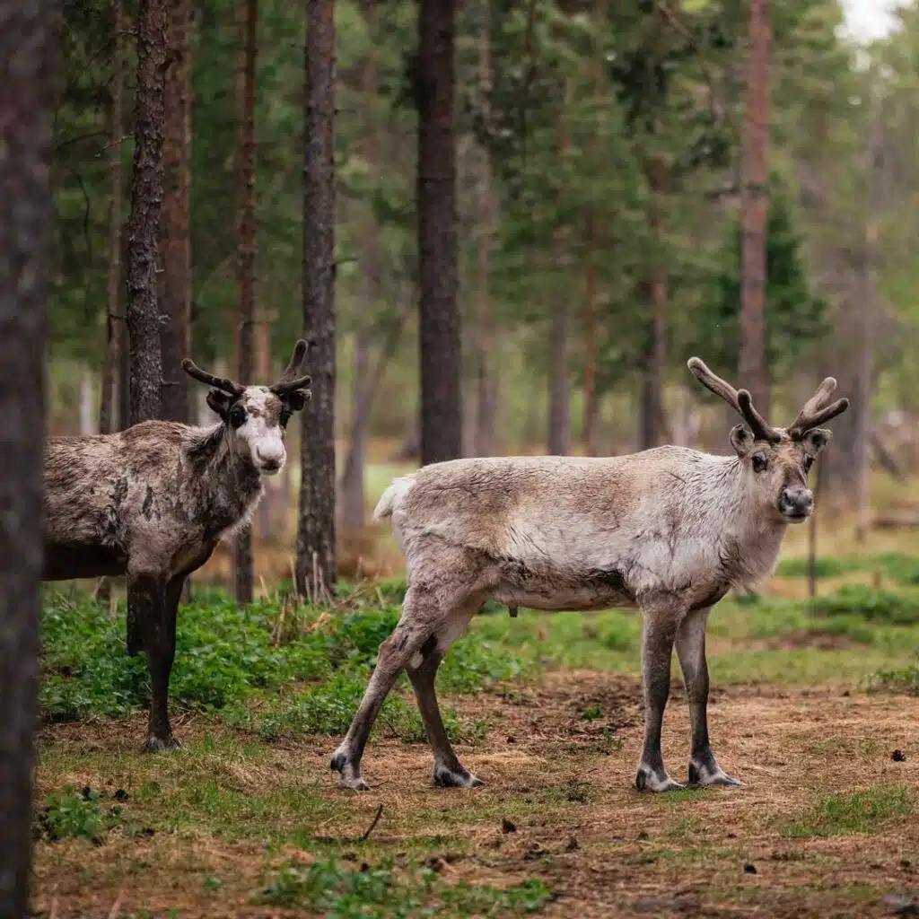 Santa Claus Reindeer at the farm