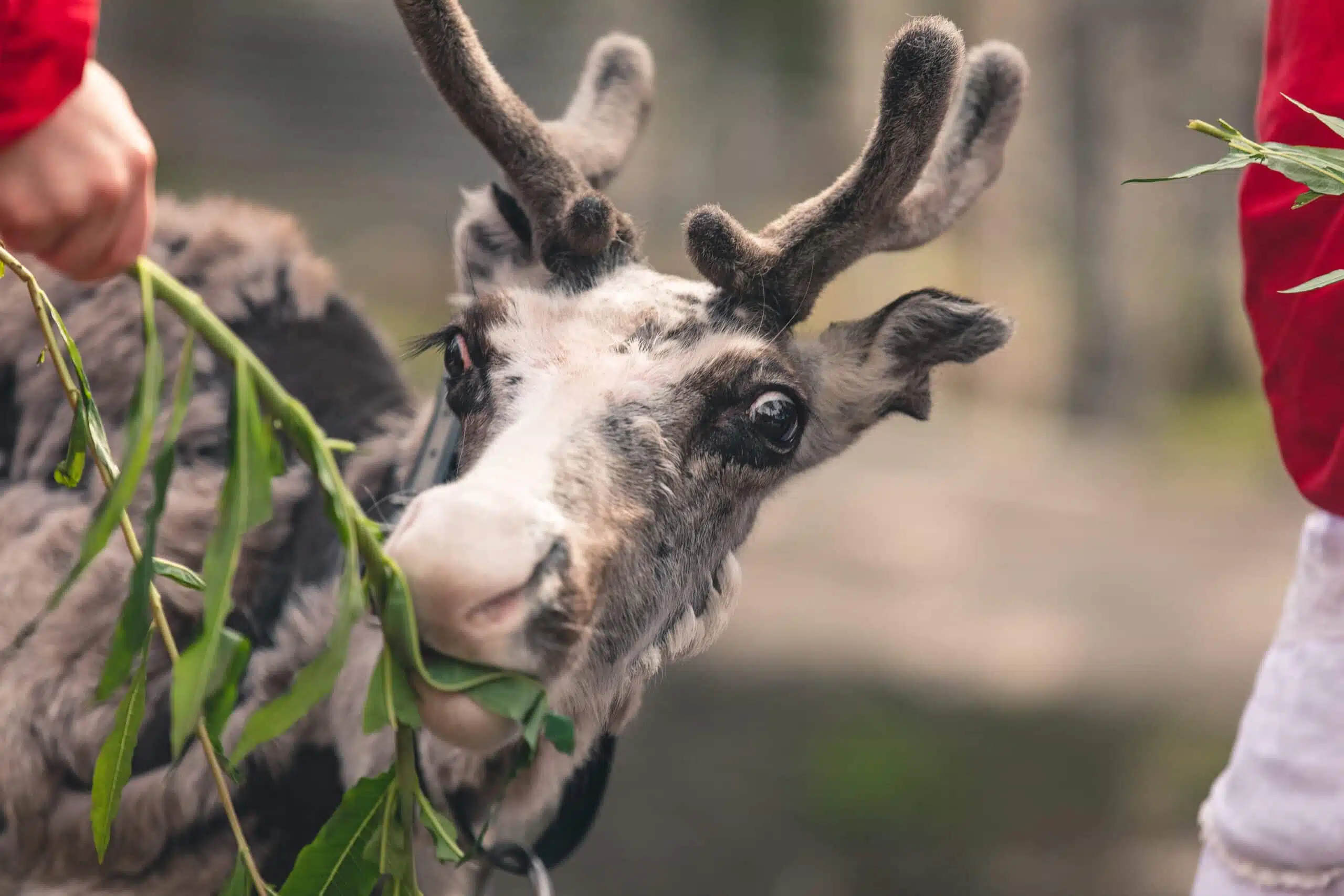 Santa Claus Reindeer summer activity with elves
