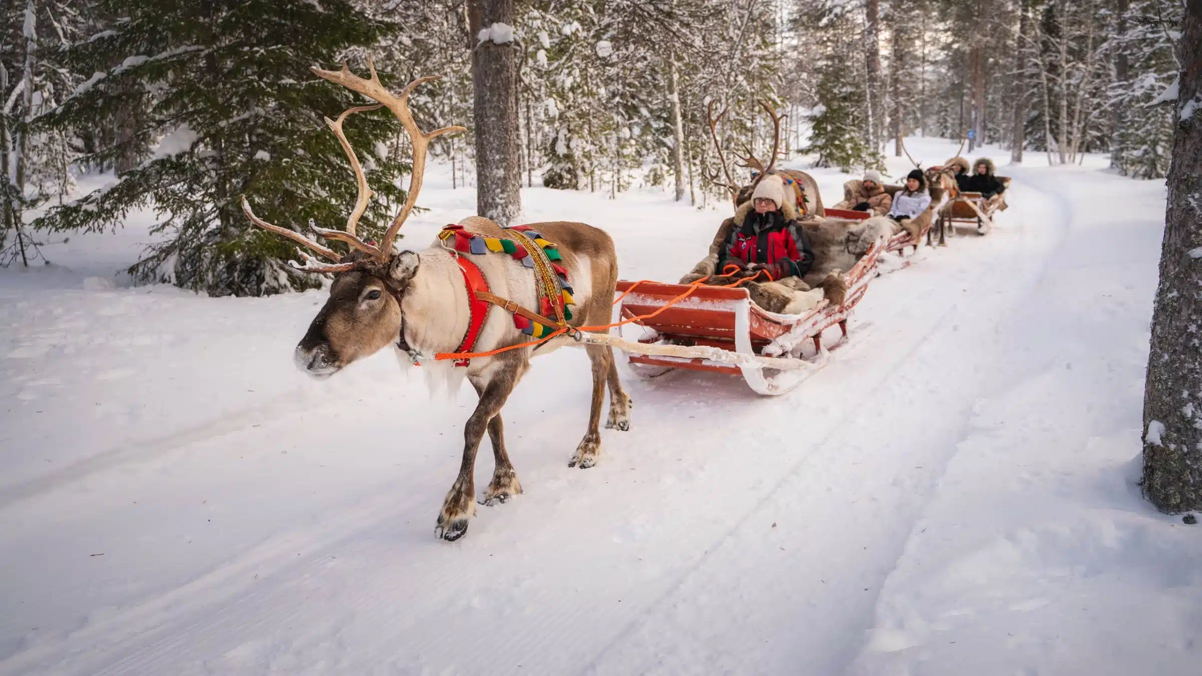Winter Adventure Reindeer Safari in Rovaniemi, Santa Claus Village