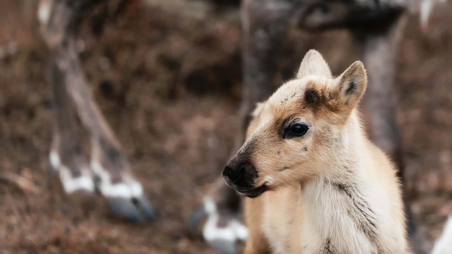 Newborn reindeer calf at Taava Reindeer Farm, Rovaniemi, Lapland, Finland