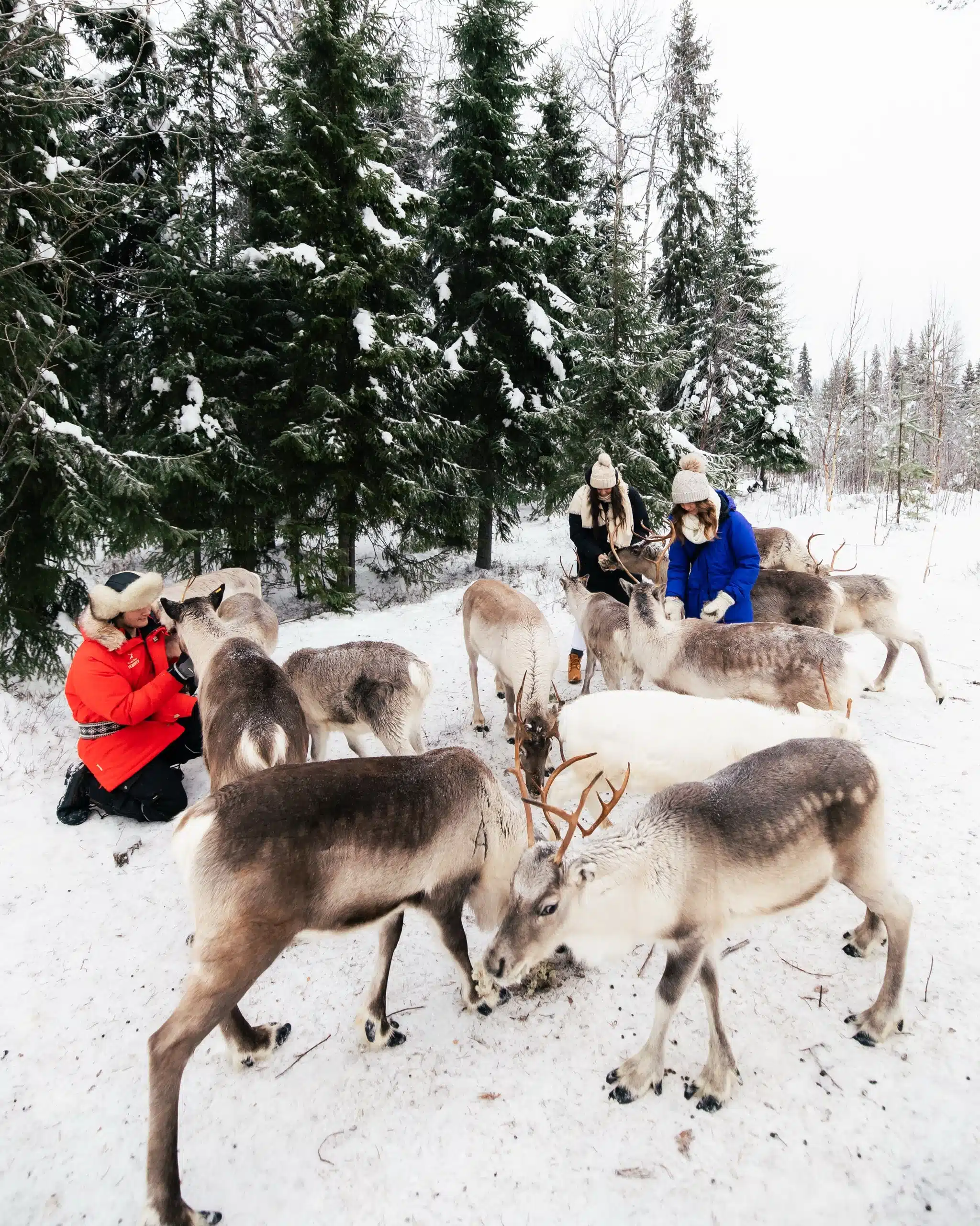 Reindeer encounter and feeding at Taava Reindeer Farm, Santa Claus Reindeer, Rovaniemi, Lapland, Finland