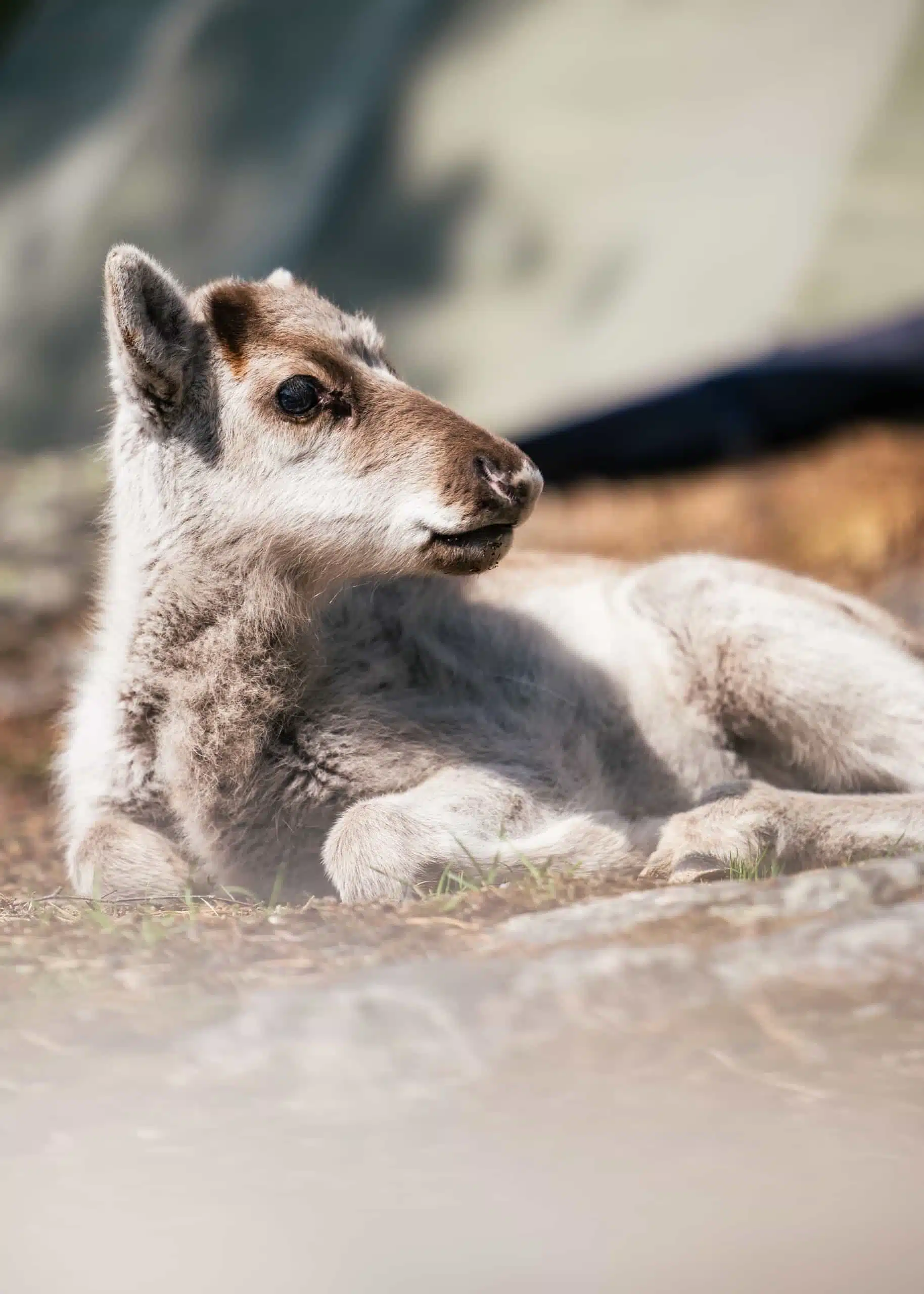 Taava the reindeer calf relaxing in Santa Claus Reindeer, Rovaniemi, Lapland, Finland