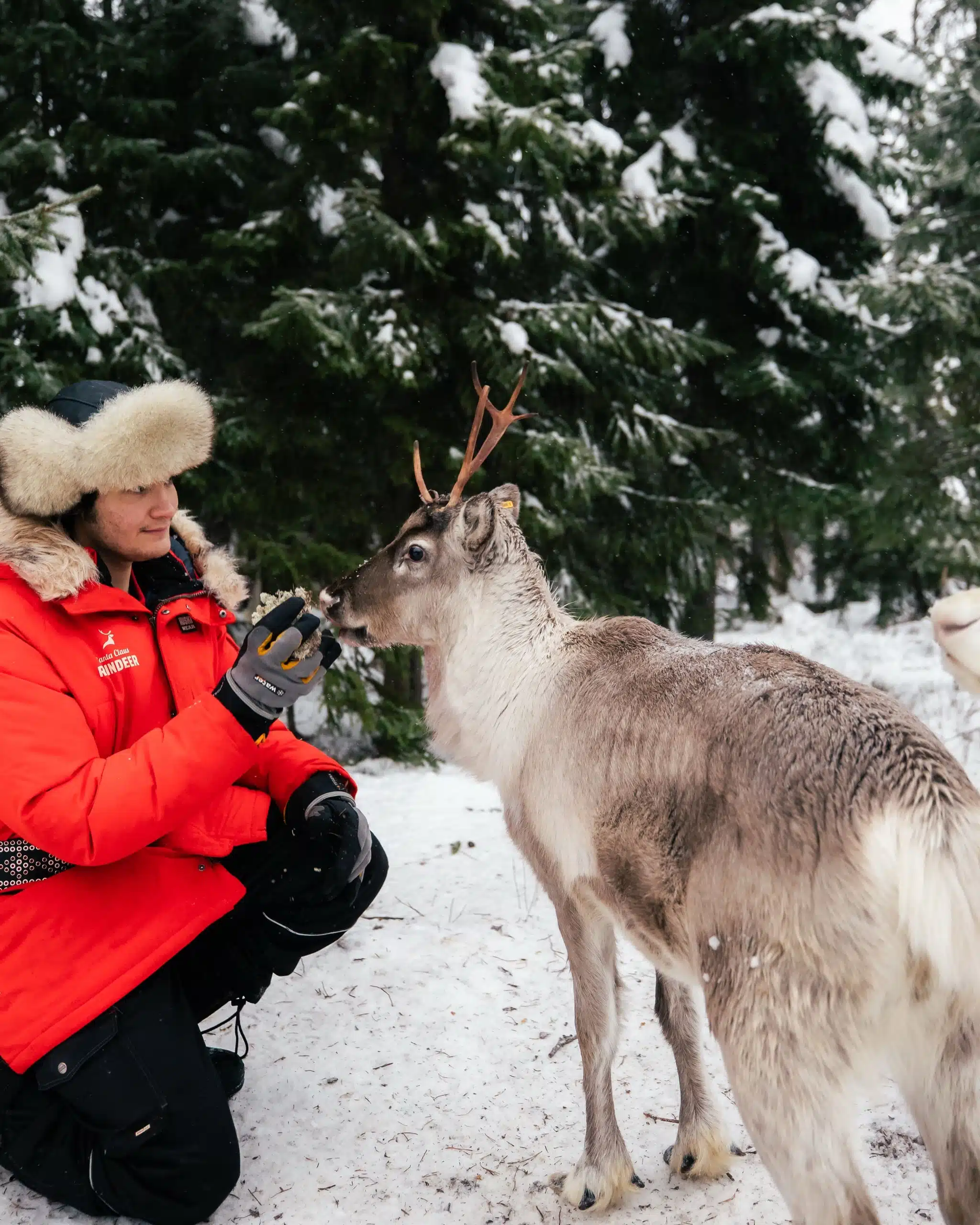 Taava the reindeer in Dec 2025 in Taava Reindeer Farm, Rovaniemi, Lapland, Finland